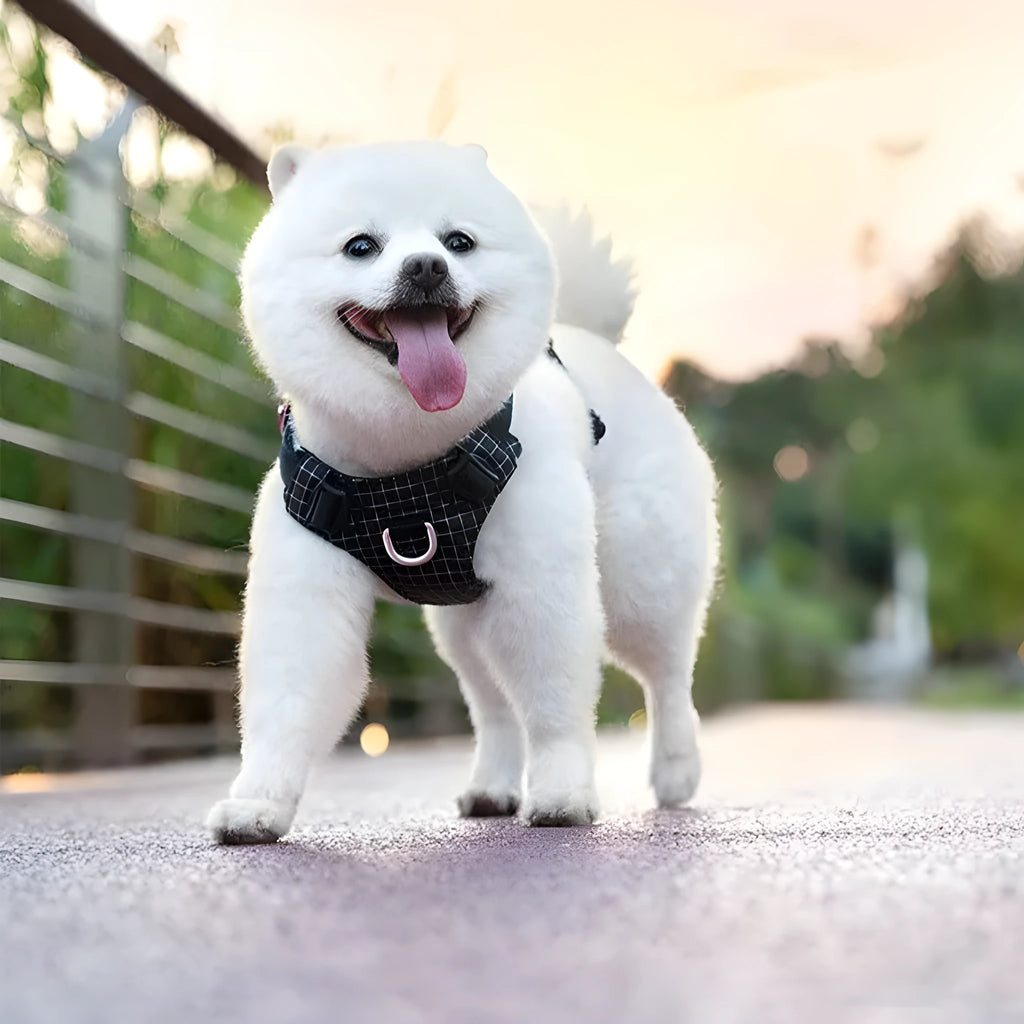LED dog chest harness in light purple colour showing chest strap design and integrated light for nighttime visibility