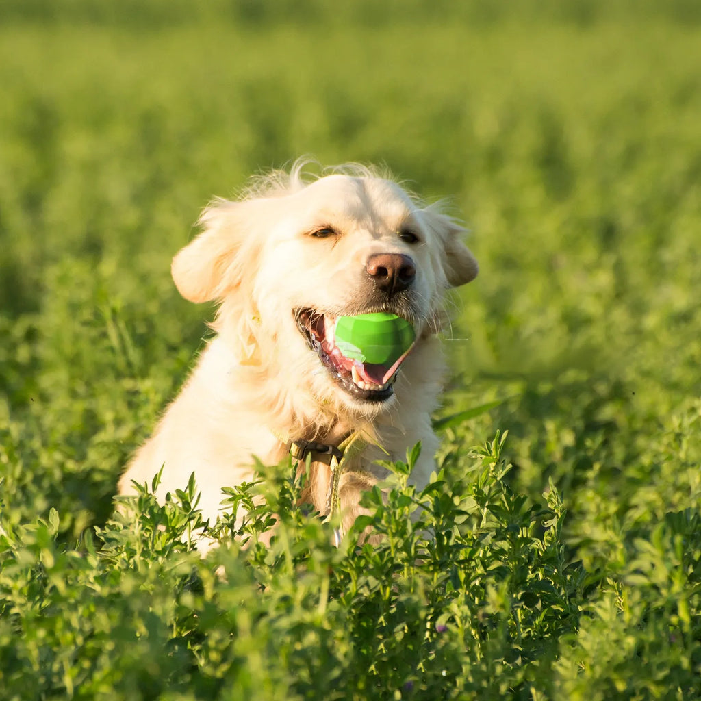 Green natural rubber dog ball with squeaker for large breed aggressive chewers
