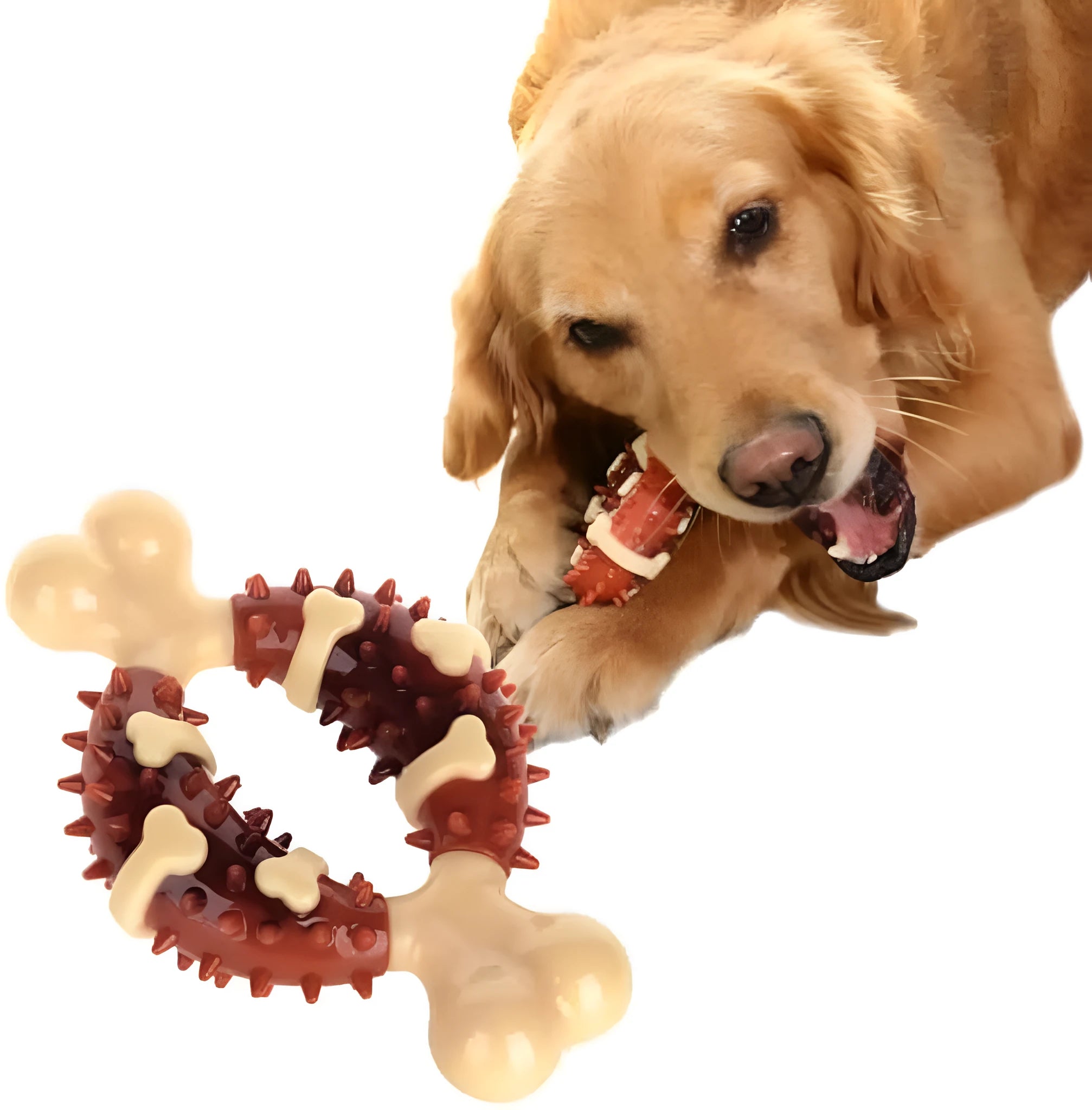 Natural rubber bone-shaped dog teeth grinding chew toy shown in large and small sizes.