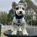 Blue pet hoodie with reflective letters on a dog, showing slim-fitting design and hood
