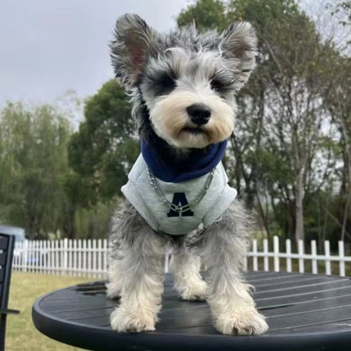 Blue pet hoodie with reflective letters on a dog, showing slim-fitting design and hood