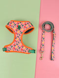Colourful polyester dog harness and lead set for medium and large breeds on a white background.