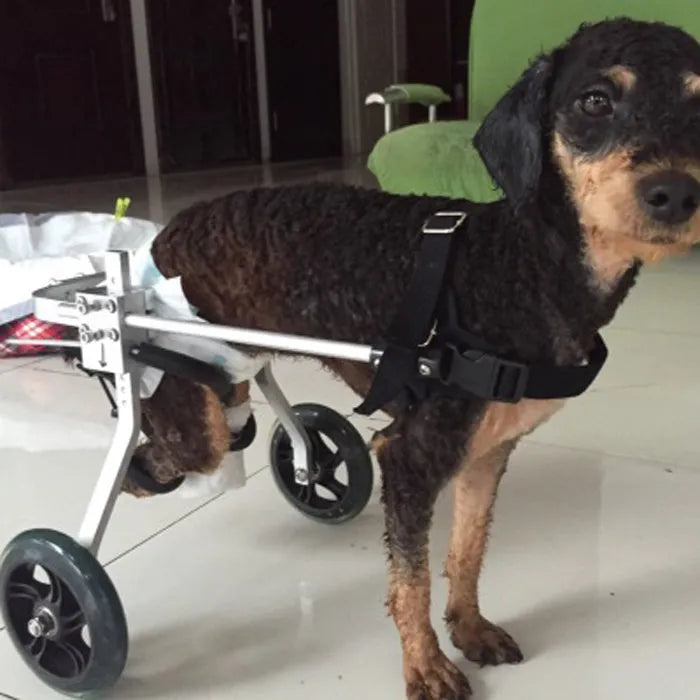 Black fully adjustable dog wheelchair for small to medium dogs, sizes XXS to S.