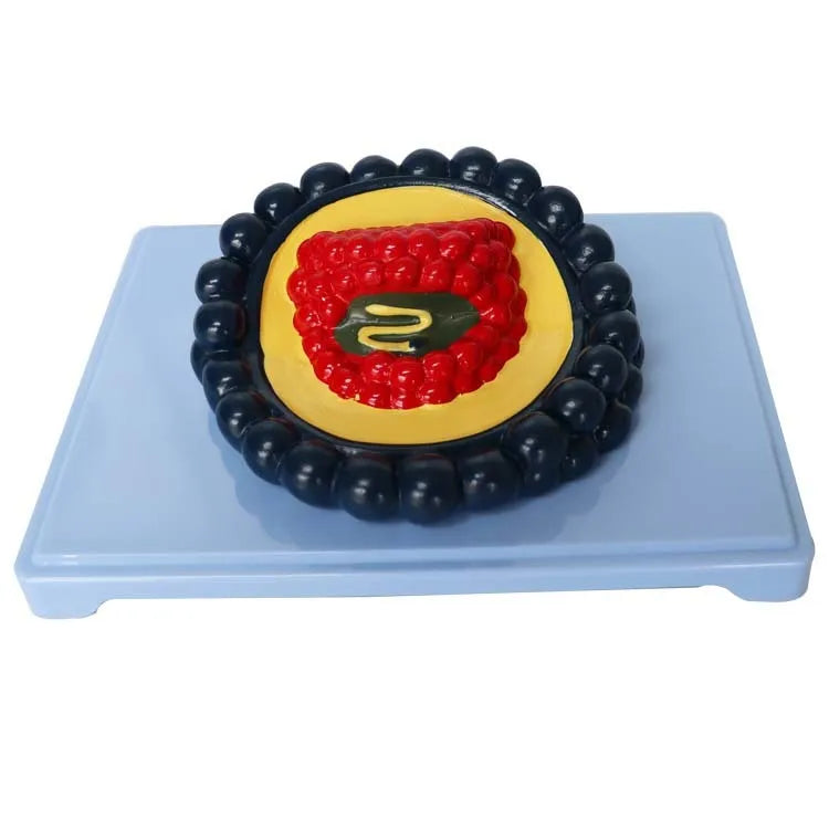 Black PVC virus biological model measuring 20x15x7cm for science education