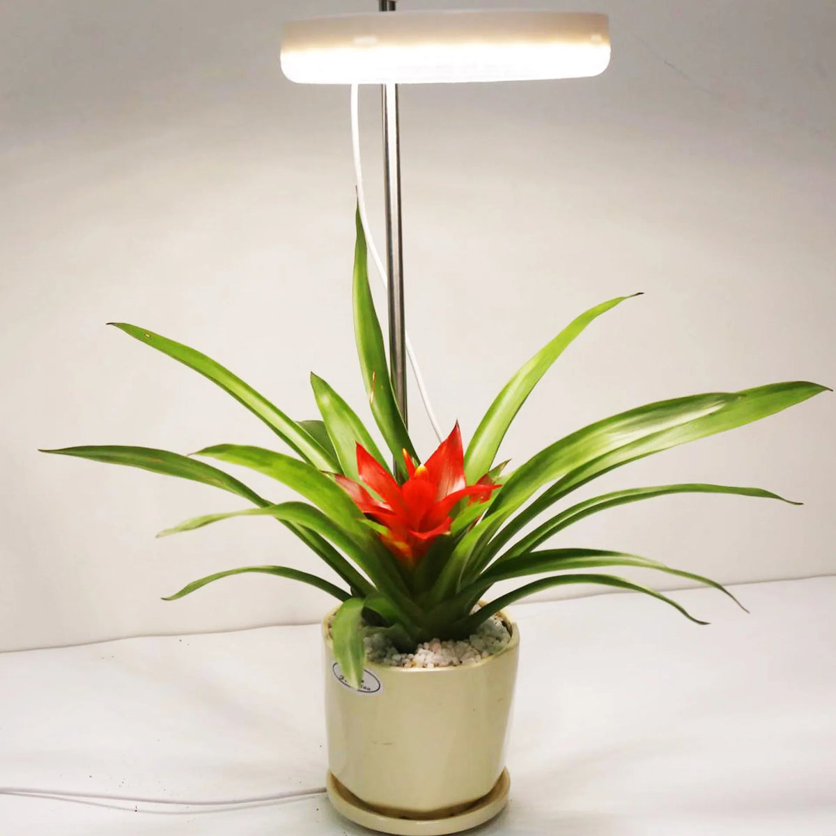 LED plant growth lamp with full spectrum lighting on office desk beside potted succulent