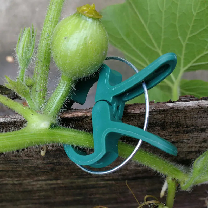 Green plastic and zinc plant fixing clips: 10 large and 10 small for climbing plants.