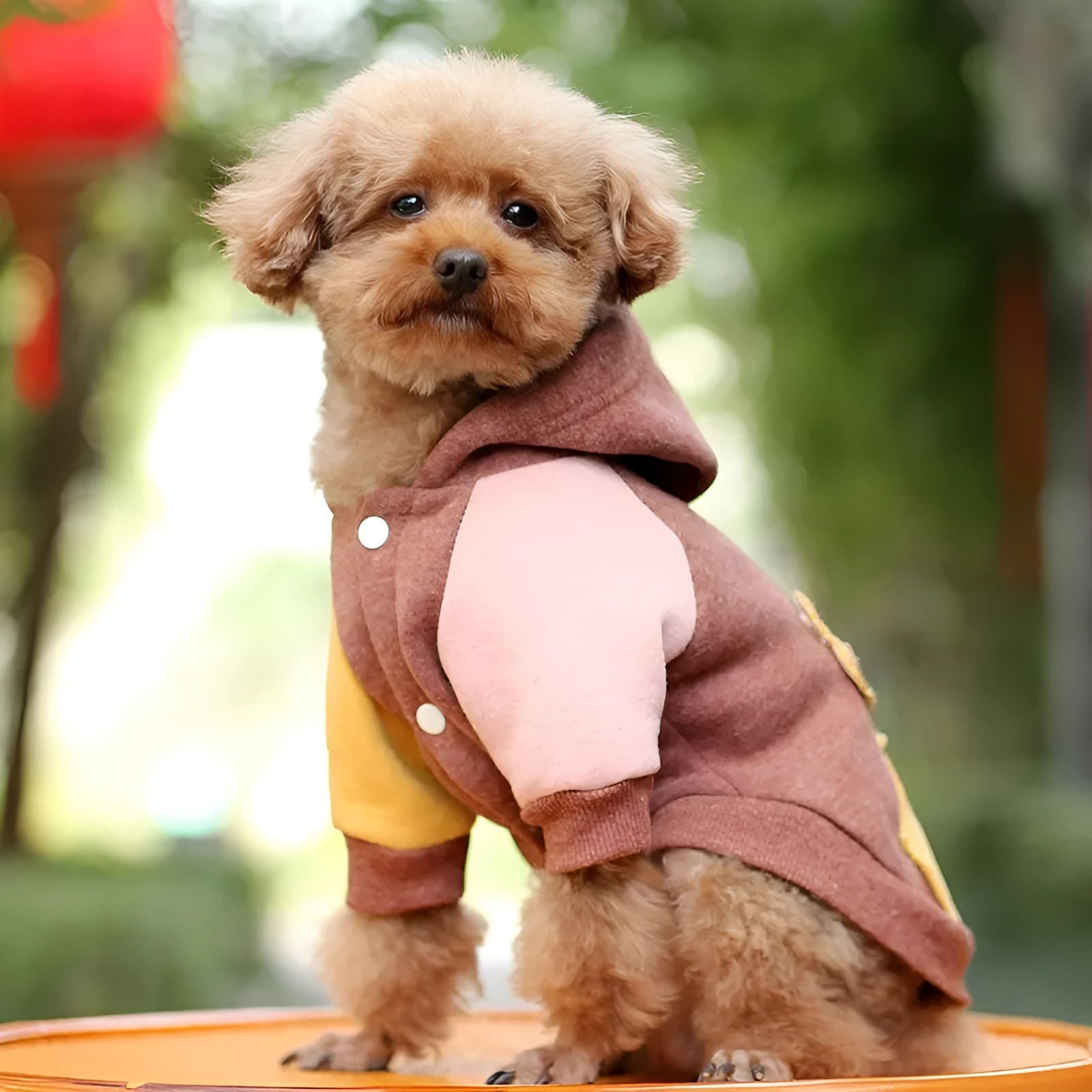 Brown cotton pet sweatshirt for a dog, showing sizes XS to 2XL available.