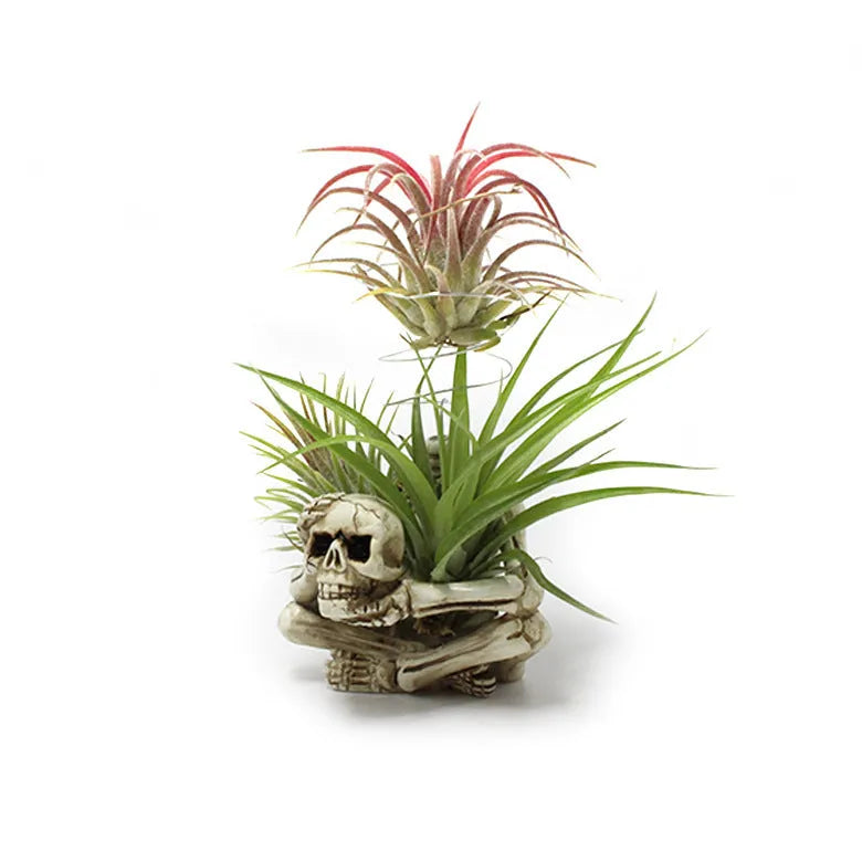 Gothic skull design resin Tillandsia bracket planter with iron mounting bracket