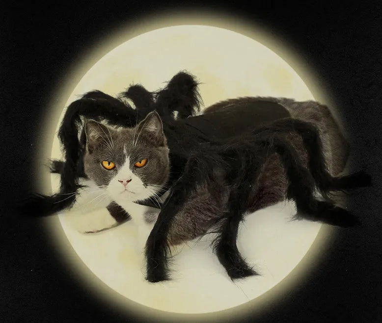 Black pet spider costume for dogs and cats, plush and felt cloth dress-up outfit in sizes S and M