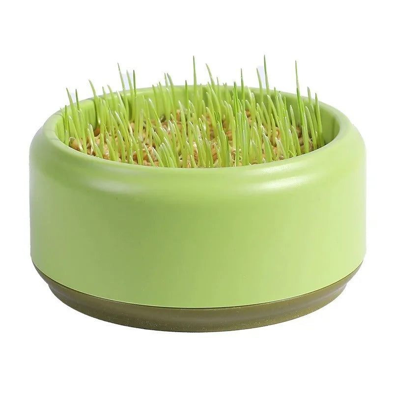 Blue, green, and yellow plastic cups with cat grass seeds for hydroponic growing kit.