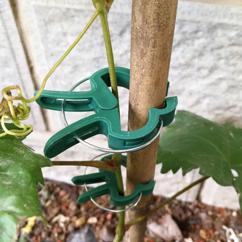 Green plastic and zinc plant fixing clips: 10 large and 10 small for climbing plants.