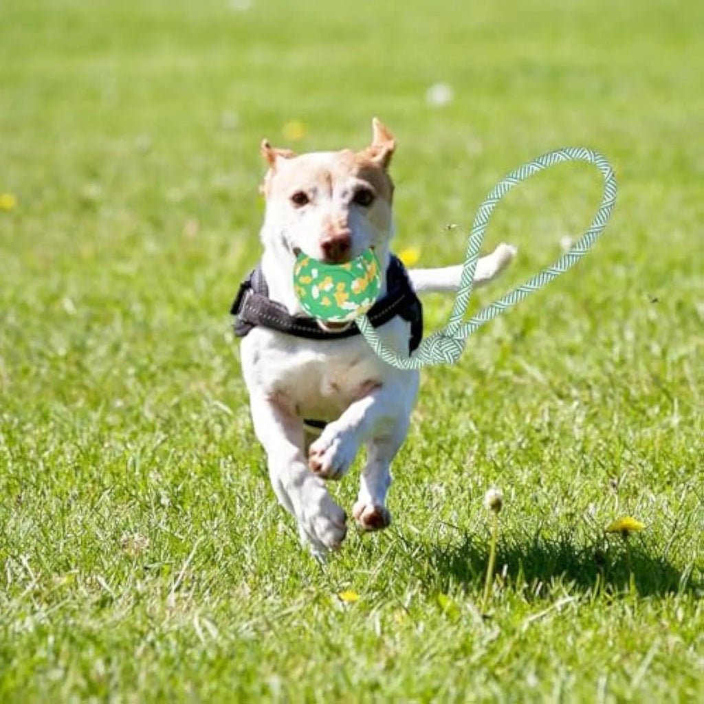 Natural rubber dog ball on a nylon rope for fetch and tug games with a medium dog