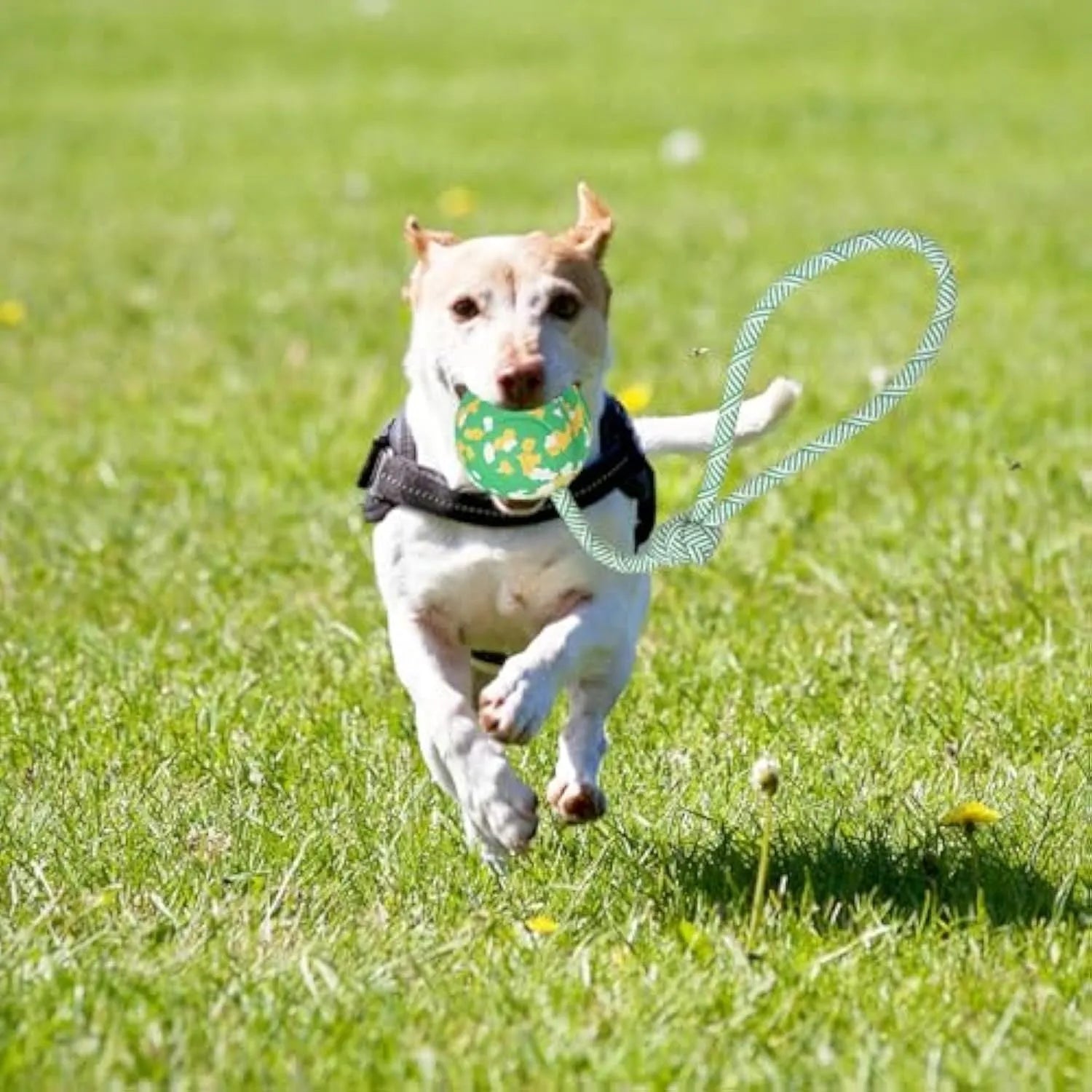 Natural rubber dog ball on a nylon rope for fetch and tug games with a medium dog