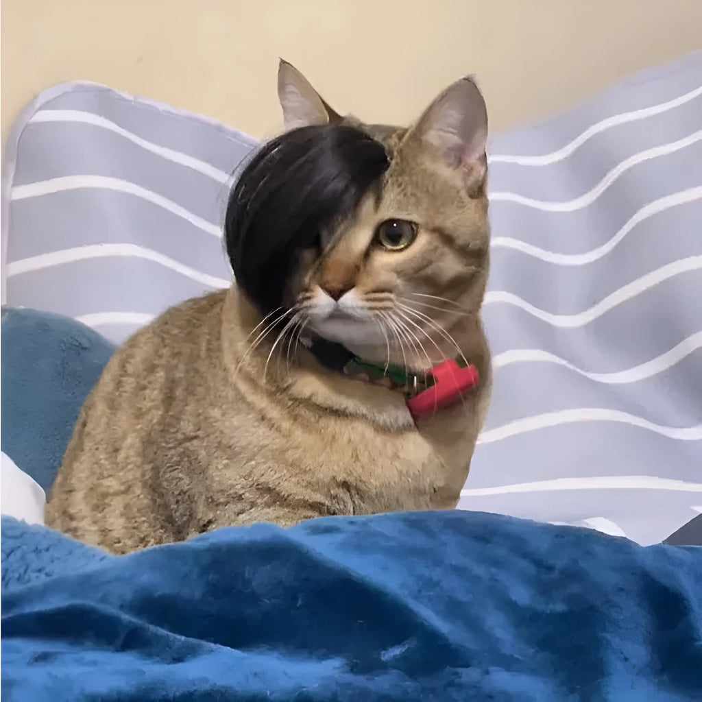 Black polyester cat wig with braided styling and elastic band for fox costume dress-up.