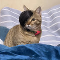 Black polyester cat wig with braided styling and elastic band for fox costume dress-up.
