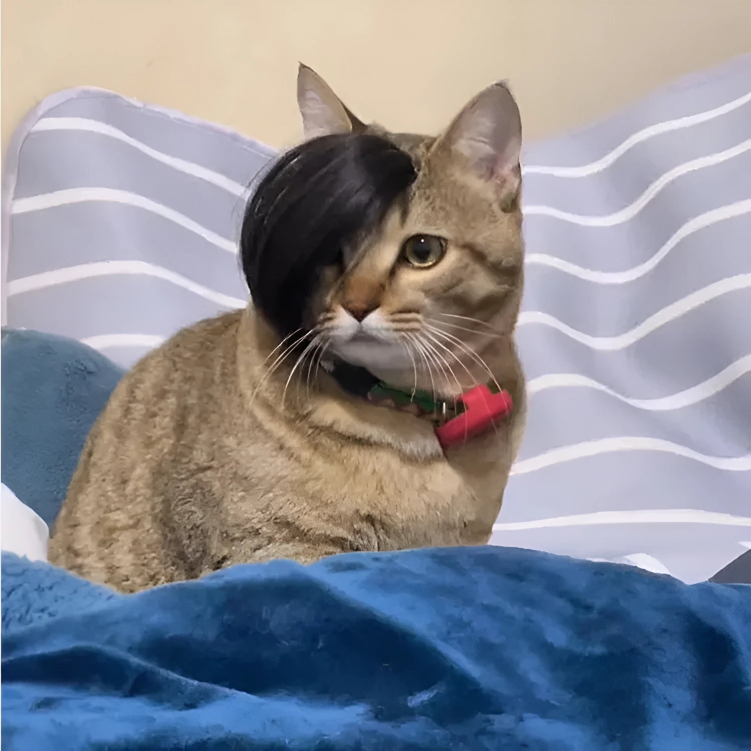 Black polyester cat wig with braided styling and elastic band for fox costume dress-up.
