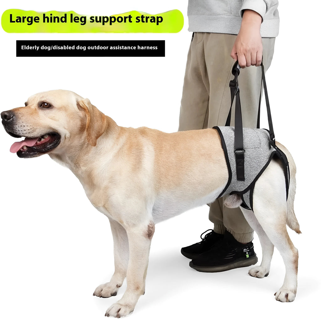 Grey neoprene recovery belt for dog rear leg support showing adjustable sizing