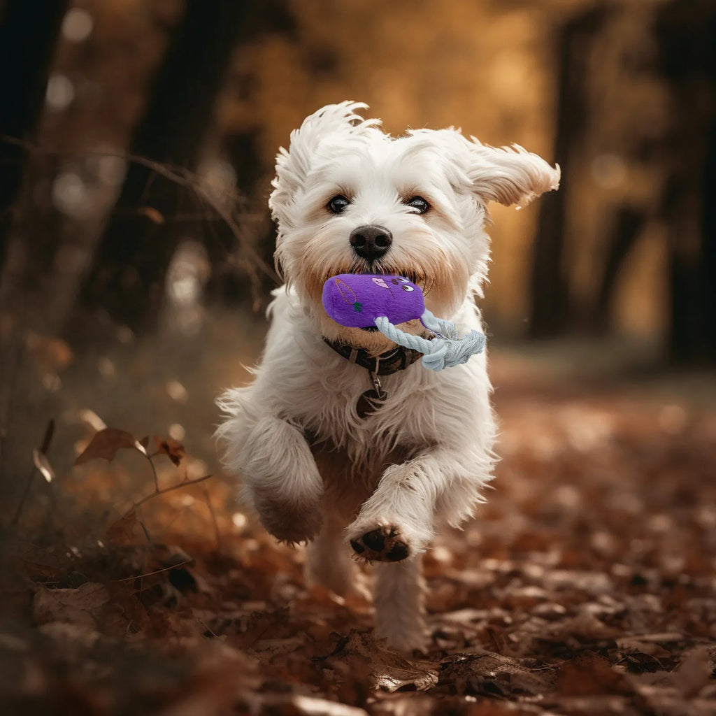 Blue plush teddy dog toy with a bone shape, designed for small to medium breeds with squeaker and crackling paper inside.