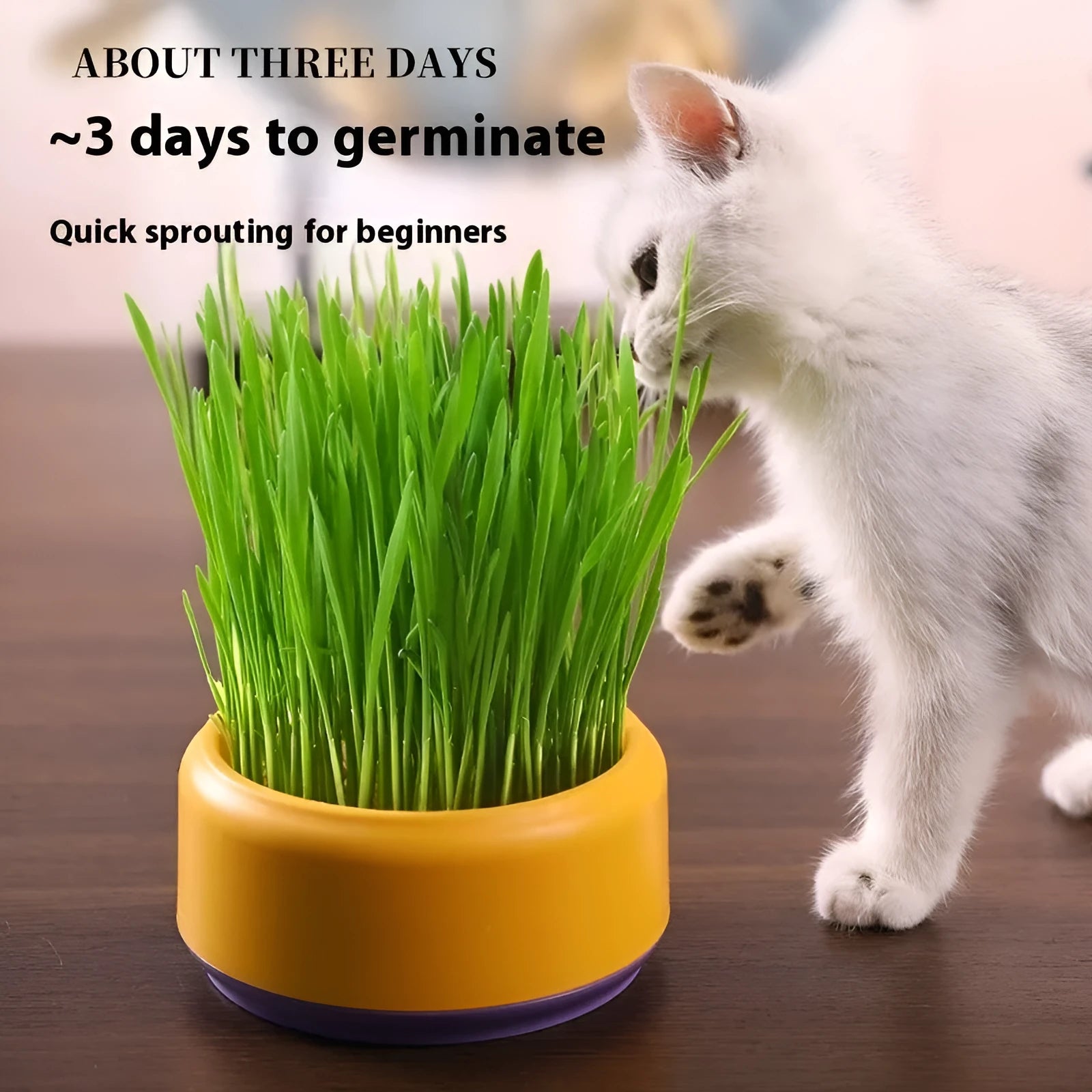 Blue, green, and yellow plastic cups with cat grass seeds for hydroponic growing kit.