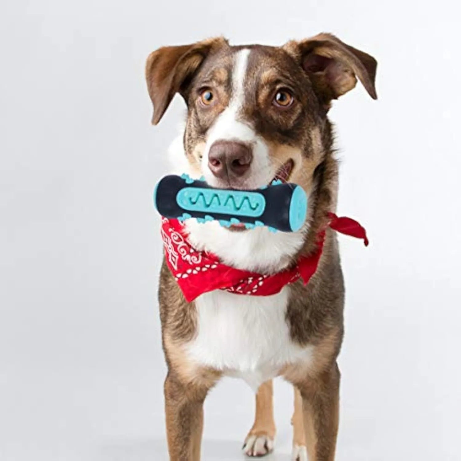 Natural rubber dog toothbrush chew toy in blue colour showing textured dental cleaning surface