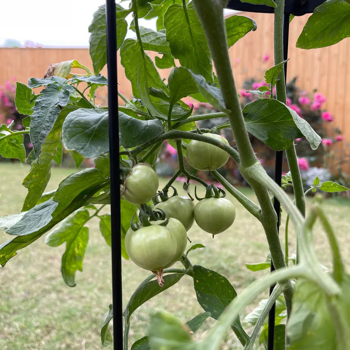 Dark green wrought iron plant climbing frame lattice standing on floor next to potted vine.