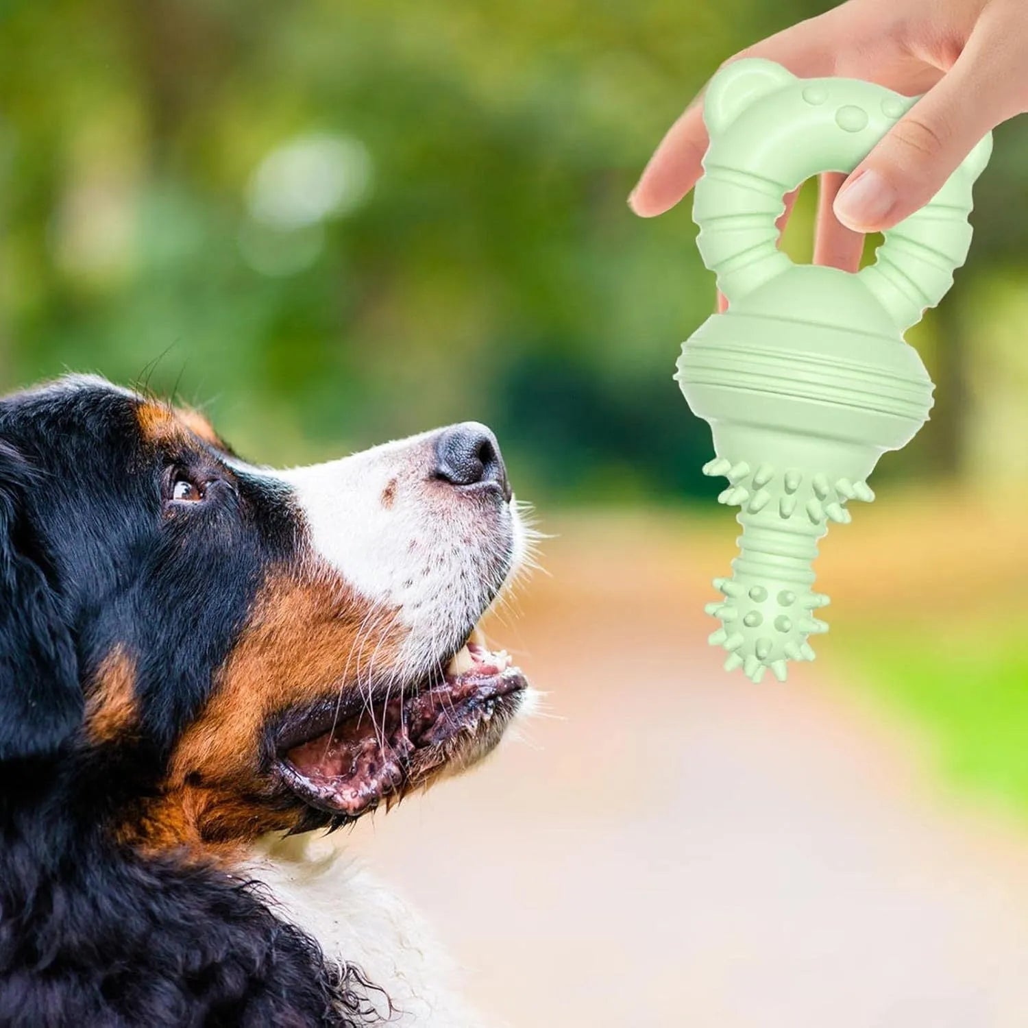 Blue rubber dog chew toy with textured surface for teeth cleaning, shown next to a tape measure.