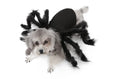 Black pet spider costume for dogs and cats, plush and felt cloth dress-up outfit in sizes S and M
