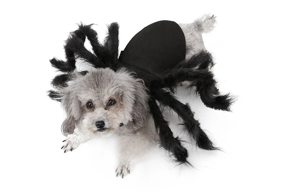 Black pet spider costume for dogs and cats, plush and felt cloth dress-up outfit in sizes S and M