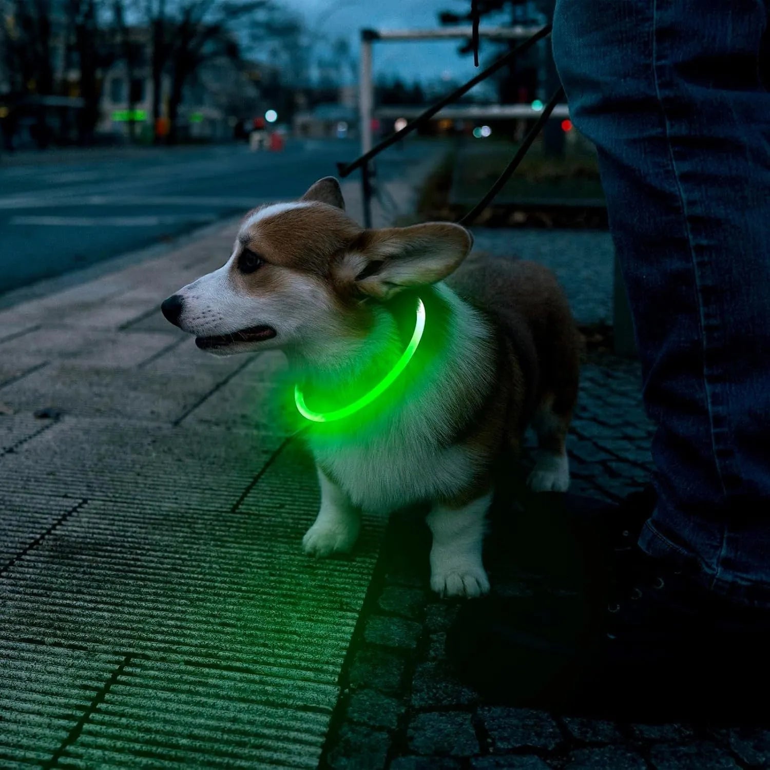 Blue USB rechargeable LED dog collar with glowing light on adjustable TPU strap
