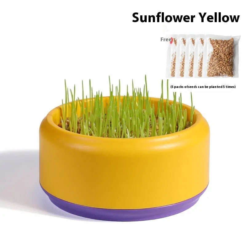 Blue, green, and yellow plastic cups with cat grass seeds for hydroponic growing kit.