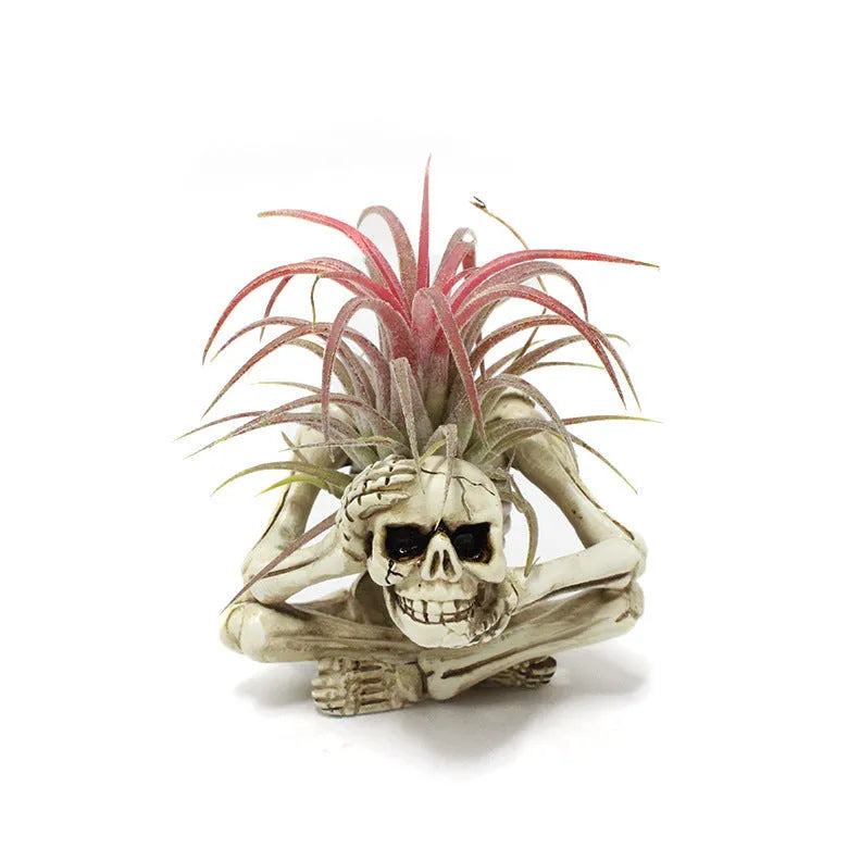 Gothic skull design resin Tillandsia bracket planter with iron mounting bracket