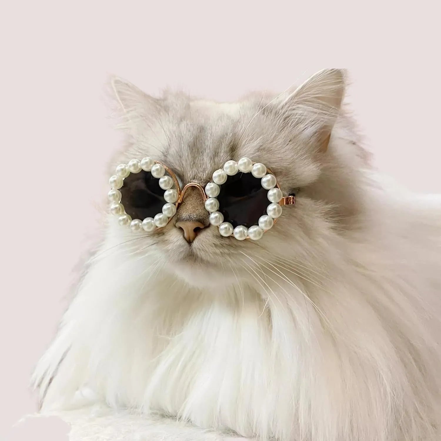 Pearl-rimmed round sunglasses on a cat and dog for costume dress up