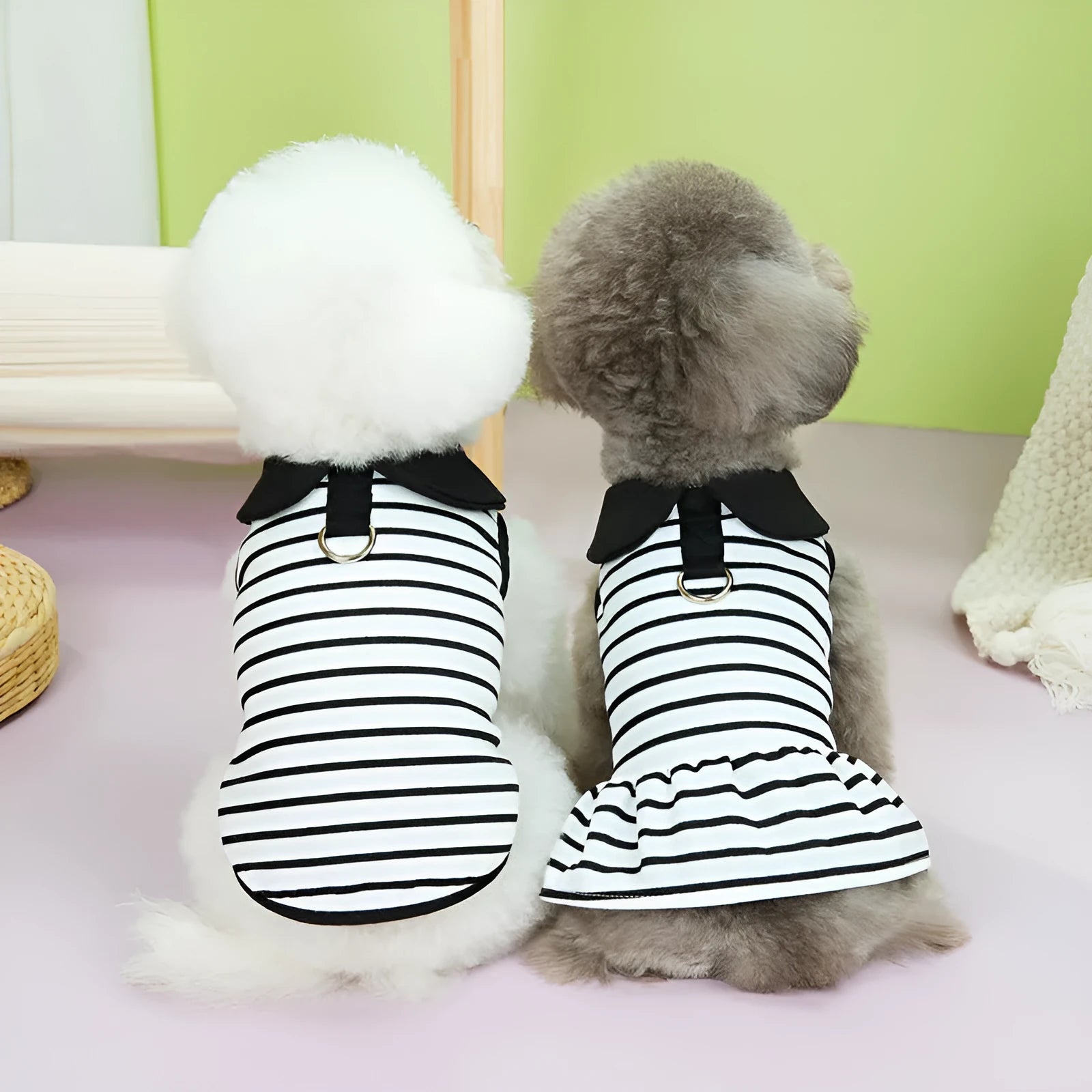 Dog wearing cotton summer T-shirt with matching striped skirt, showing complete two-piece outfit