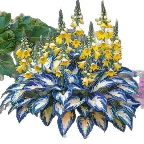 Pack of coloured leaves jade barrettes potted flower seeds with OPP packaging showing 50 seeds