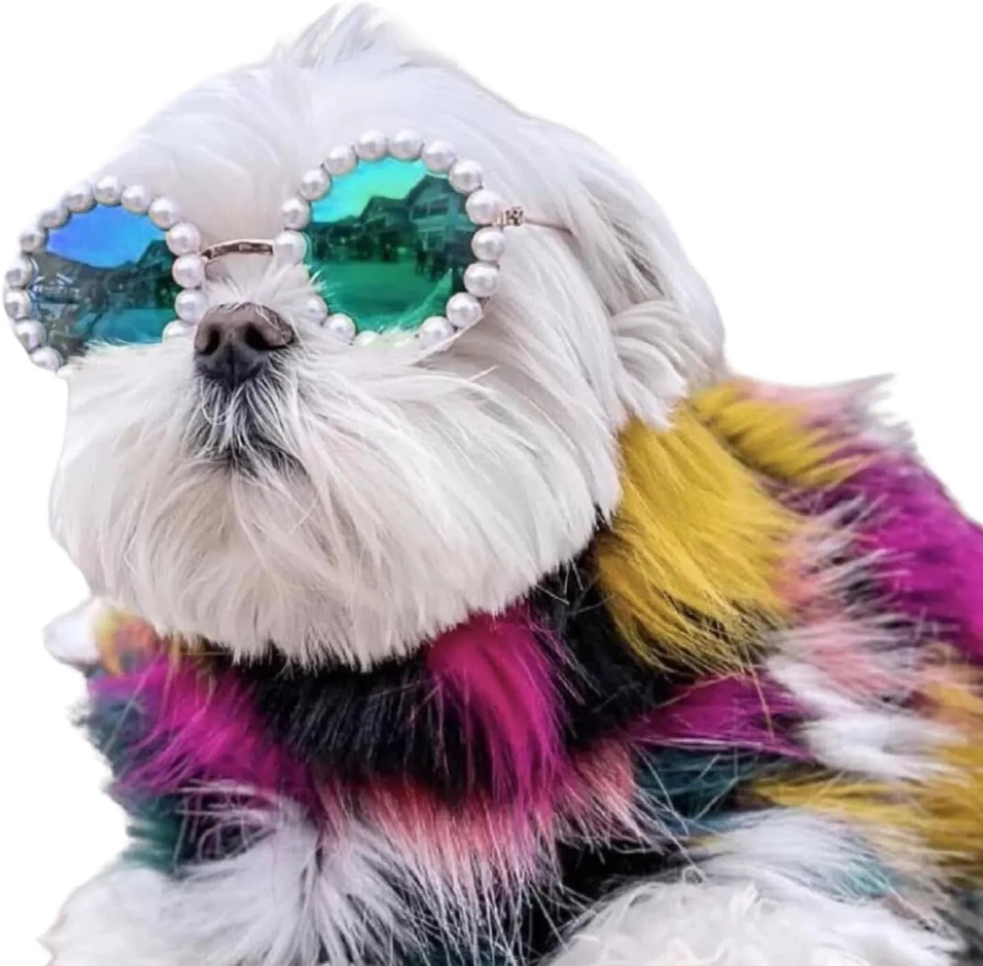 Pearl-rimmed round sunglasses on a cat and dog for costume dress up