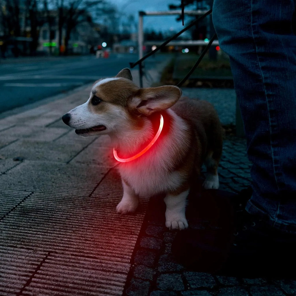 Blue USB rechargeable LED dog collar with glowing light on adjustable TPU strap