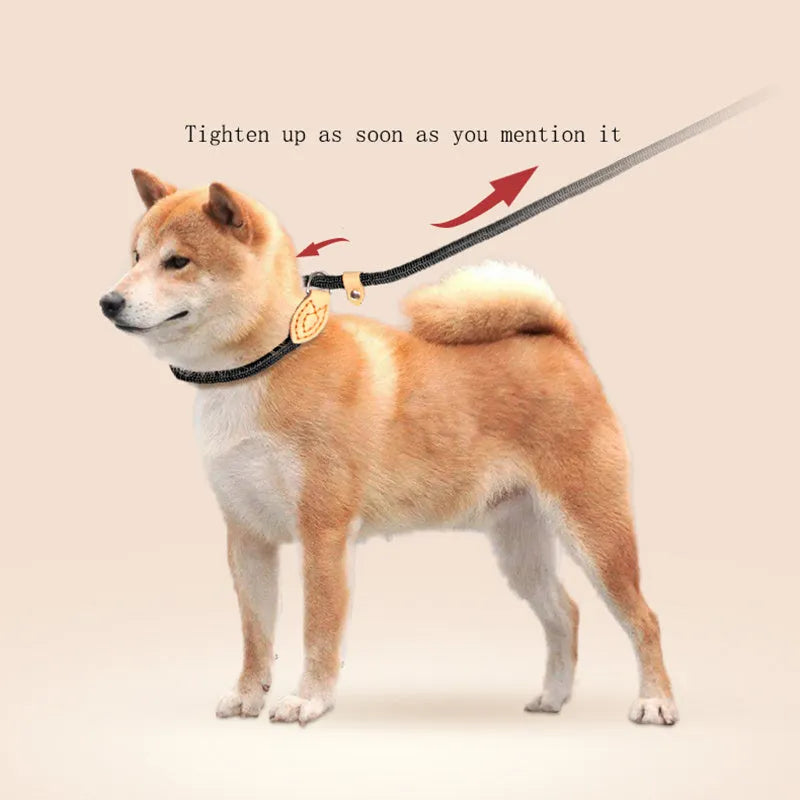 Specialised blast race training dog leash with automatic tightening nylon collar in multiple colour options