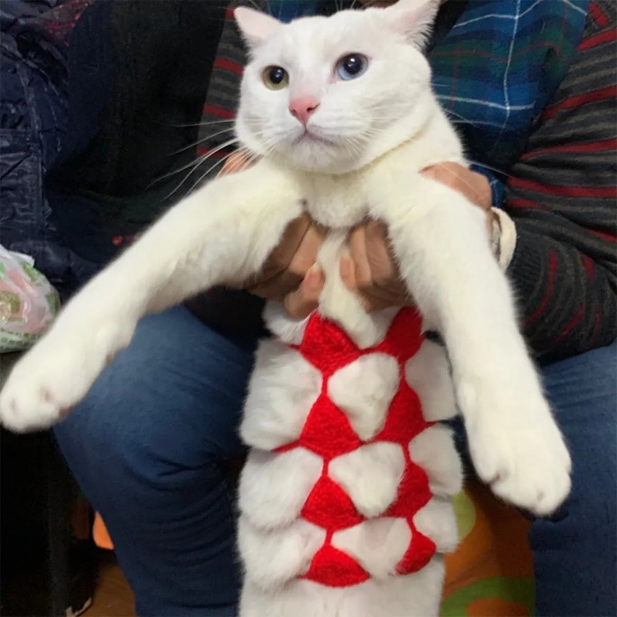 Cat wearing bikini costume in multiple colour options for festival parties