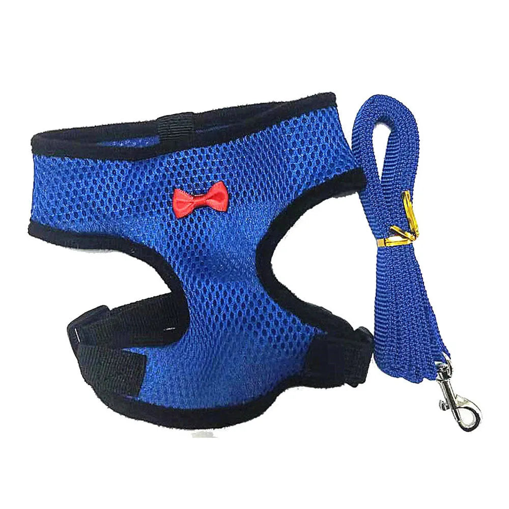 Poultry chicken wearing a blue vest harness with matching collar and bow, connected to a 110cm lead.