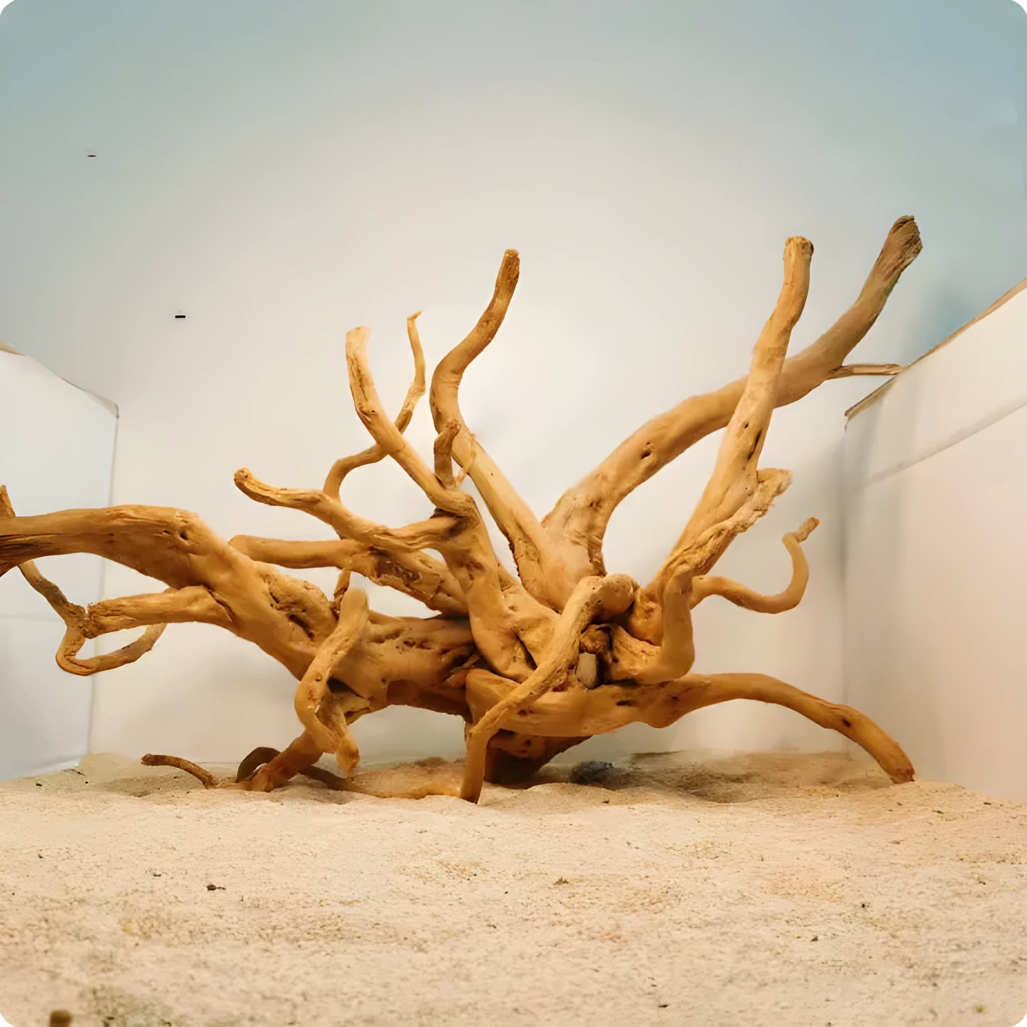 Xiaoqi Root natural wood aquarium decoration ornament with branching structure