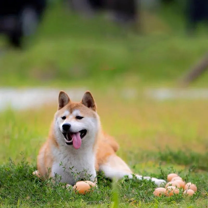 TPU simulation egg dog toy with sound feature for chewing and play