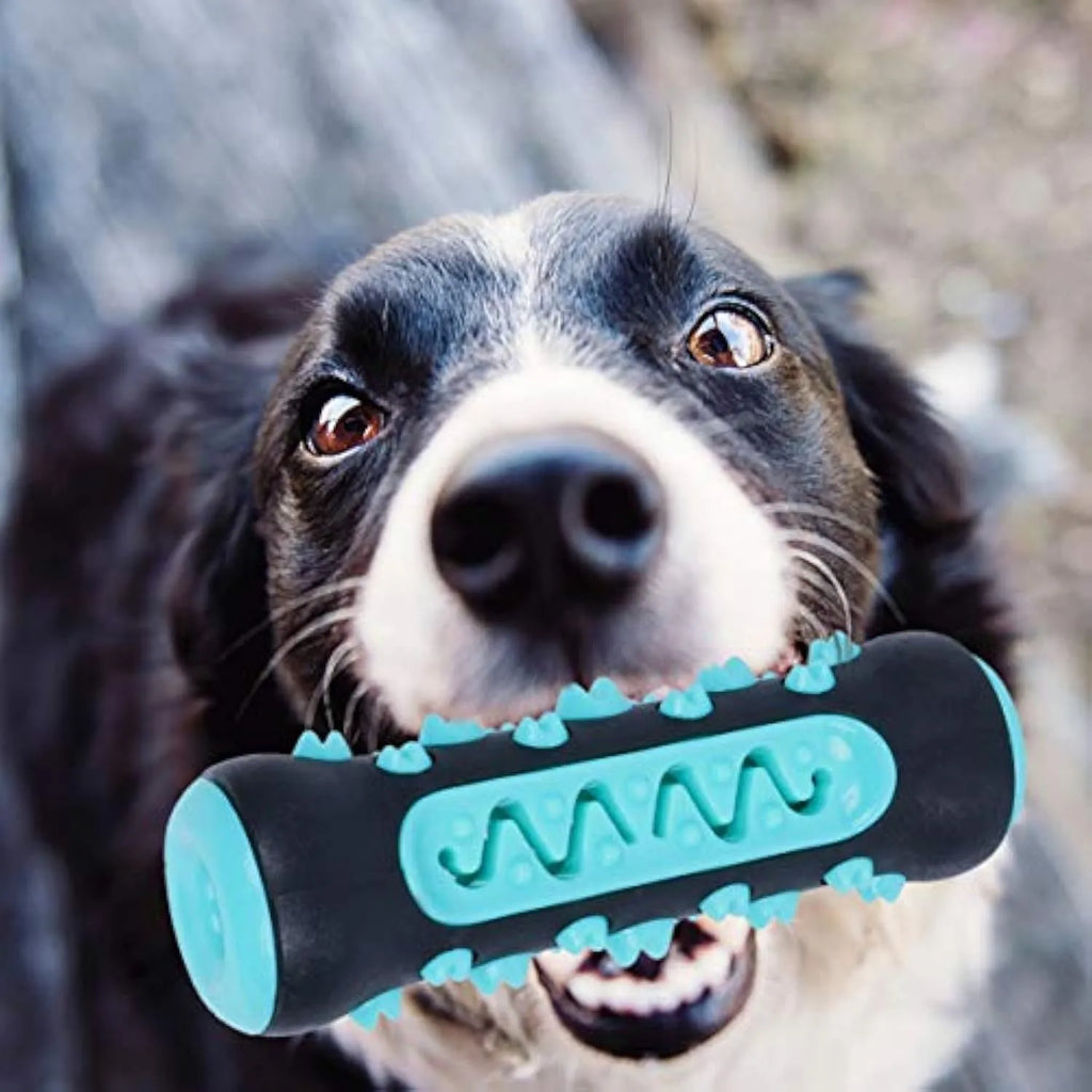 Natural rubber dog toothbrush chew toy in blue colour showing textured dental cleaning surface
