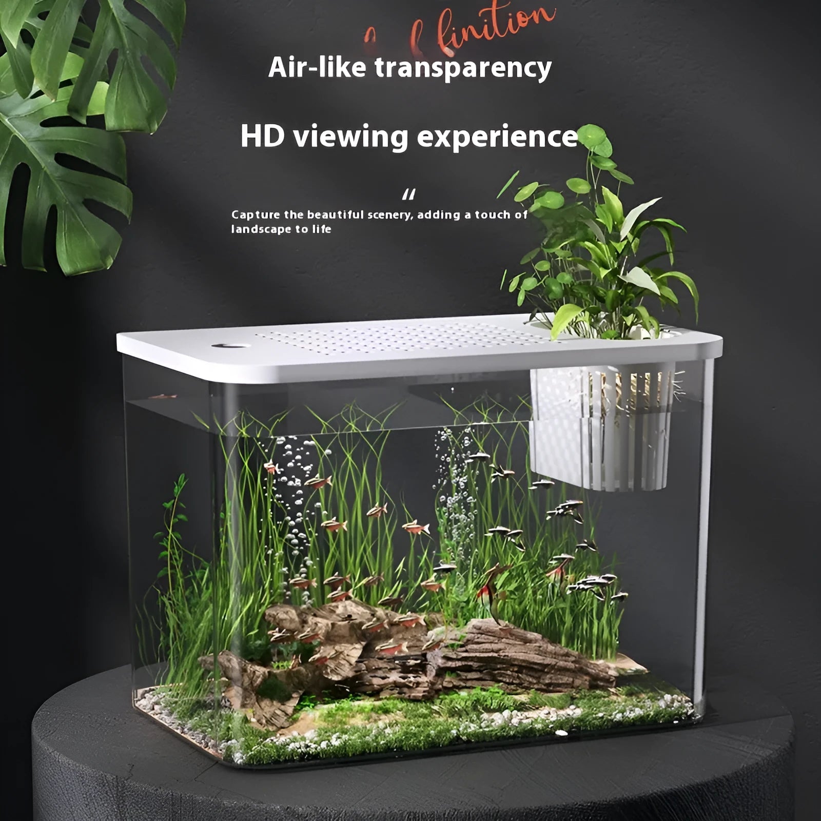 Medium plastic betta fish tank with cover in black and white colour options showing dimensions
