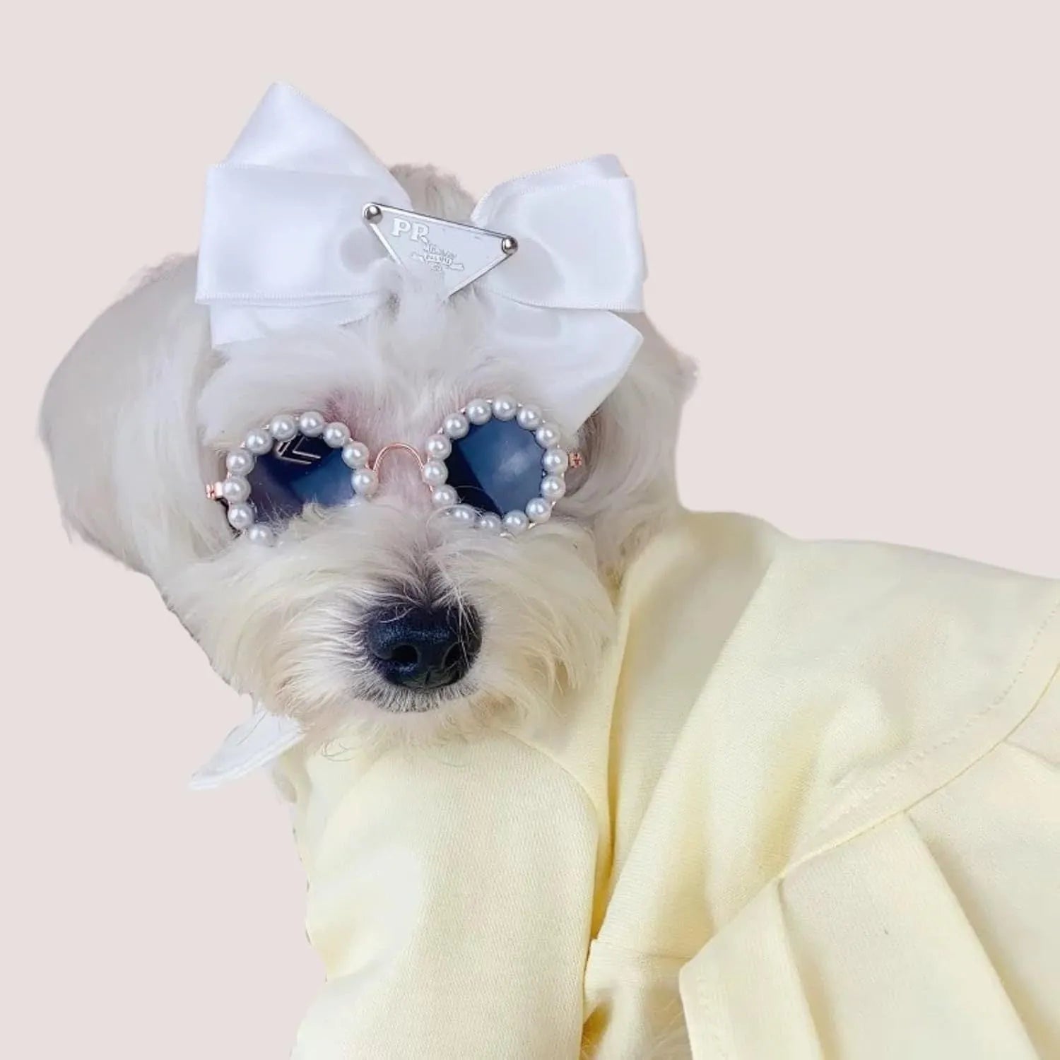 Pearl-rimmed round sunglasses on a cat and dog for costume dress up