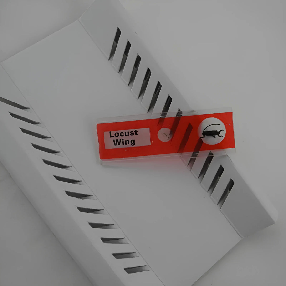 Set of 48 colour-coded plastic microscope slides for children, showing plant, insect, and animal specimens.