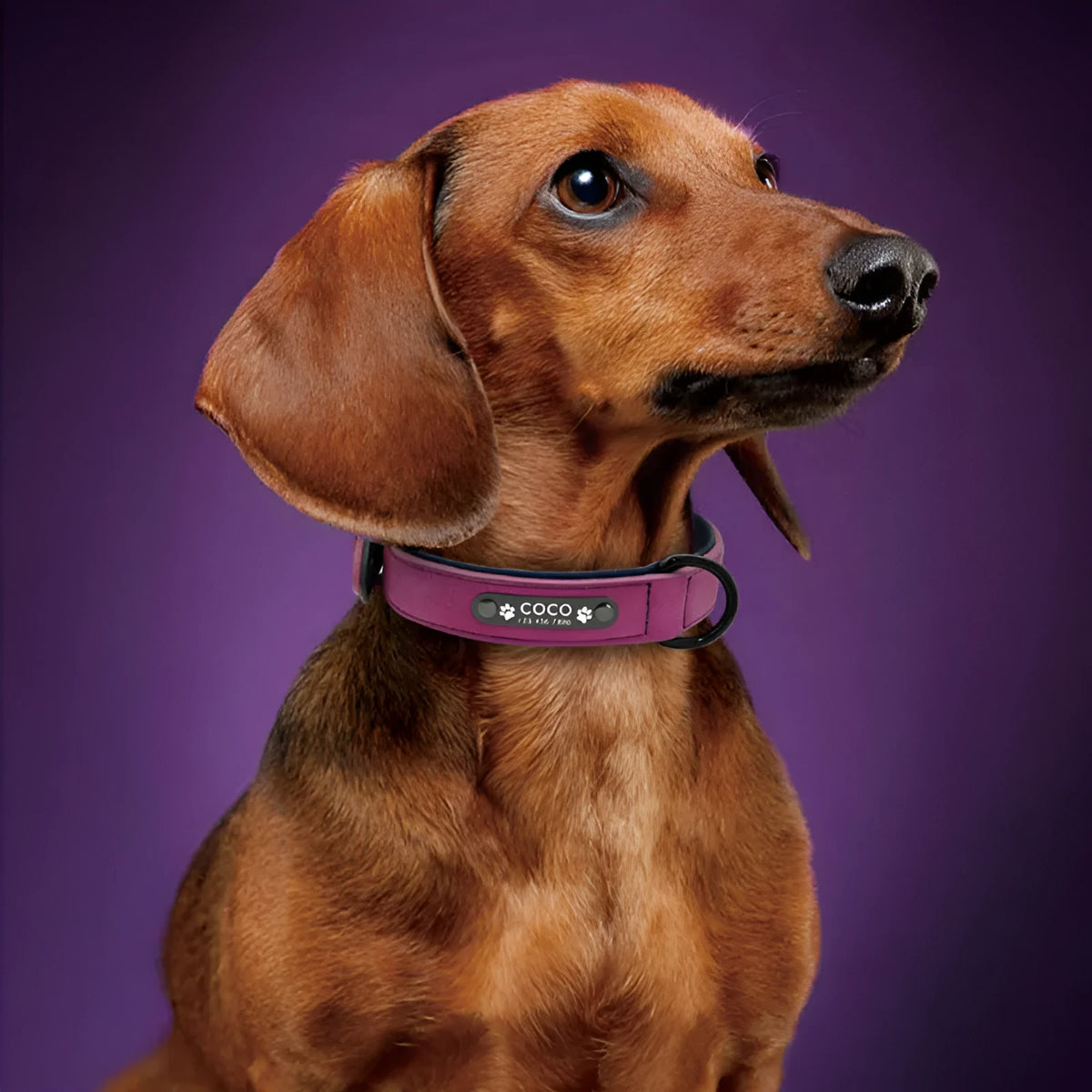 Matte leather anti-lost dog collar in black, available in seven colours and five sizes XS to XL.