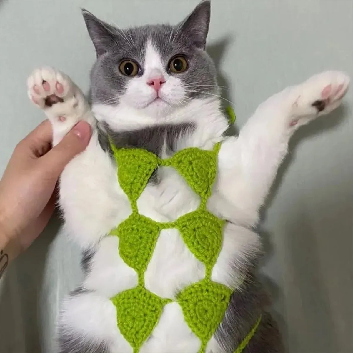 Cat wearing bikini costume in multiple colour options for festival parties