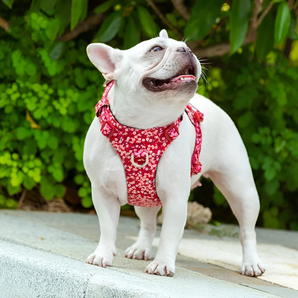 Pure cotton pet chest strap with floral pattern in pull-resistant design