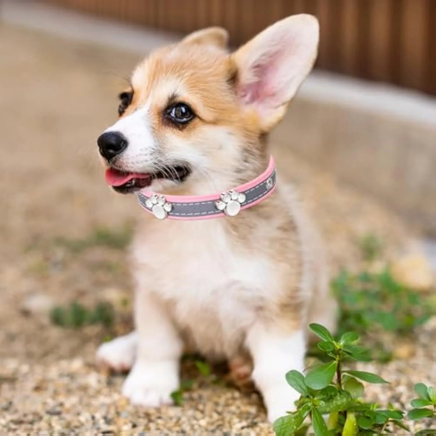 Reflective leather dog collar with paw rivet design in adjustable sizes for dogs