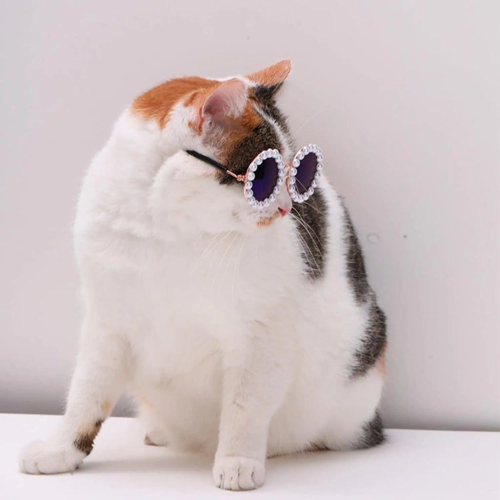 Pearl-rimmed round sunglasses on a cat and dog for costume dress up